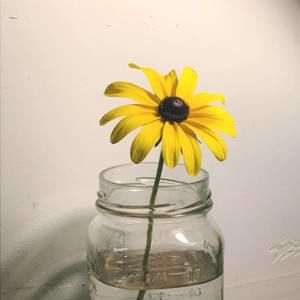 Meet your Posher, Cail